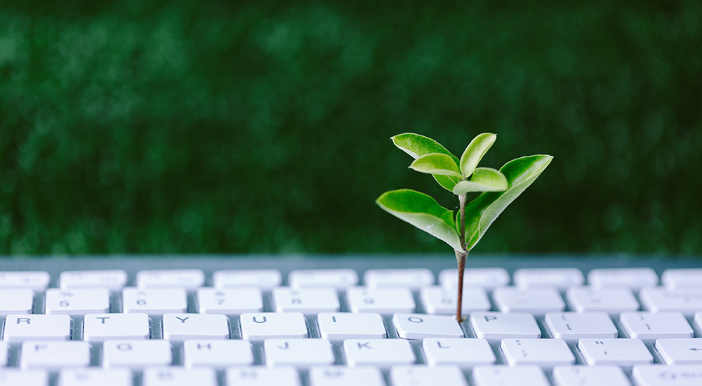 Dieses Bild steht stellvertretend für das Thema: Nachhaltigkeit im Büro. Es zeigt eine Tastatut im Vordergrund und grüne Pflanzen im Hintergrund. Aus der Tastatur wächst eine kleine Pflanze empor.