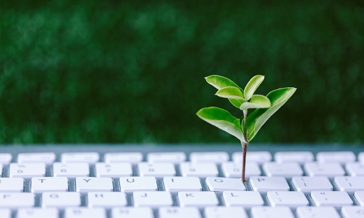 This picture is representative of the topic: sustainability in the office. It shows a keyboard in the foreground and green plants in the background. A small plant is growing out of the keyboard.